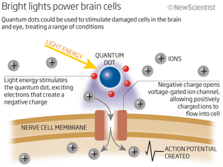 Illustration for article titled For the first time ever, scientists can control human brain cells using quantum dots